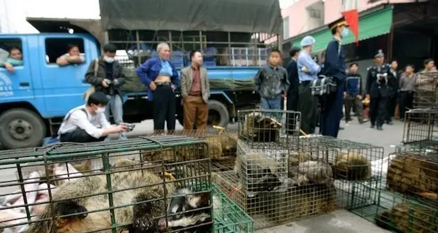 Coronavirus. In Cina riaprono i mercati di animali vivi, dove è partito il Covid