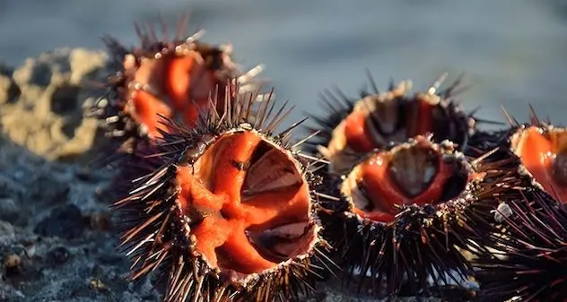Pesca dei ricci in Sardegna. L’assessora Satta: “Favorevole alla riapertura”
