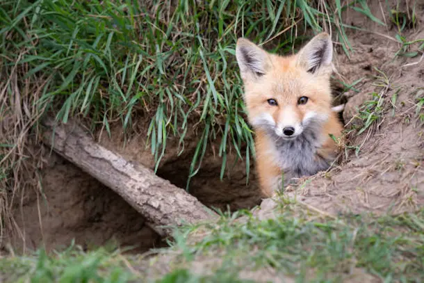 Red fox kits in the wild