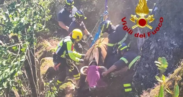 Macomer. Mucca cade in un dirupo, salvata dai Vigili del fuoco