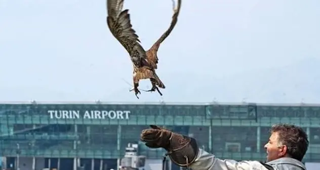 Incidente aereo di Caselle: falconiere mandato a casa due ore prima dello schianto