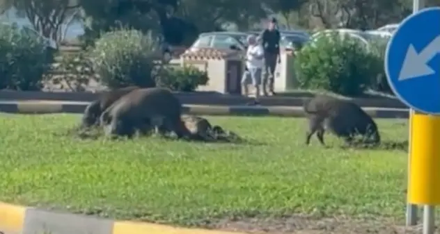 Famigliola di cinghiali grufola alle porte di Olbia