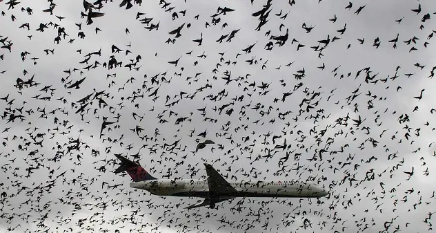 Bird strike, “impatto con volatili”. Di cosa si tratta?