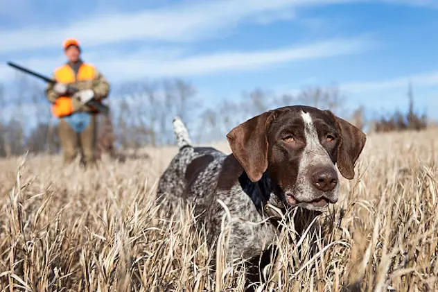 German Wirehair Pointer and man upland bird hunting.