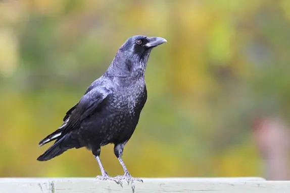 American Crow (Corvus brachyrhynchos) in summer