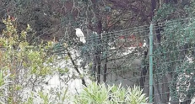 Un rarissimo merlo bianco a Porto Cervo