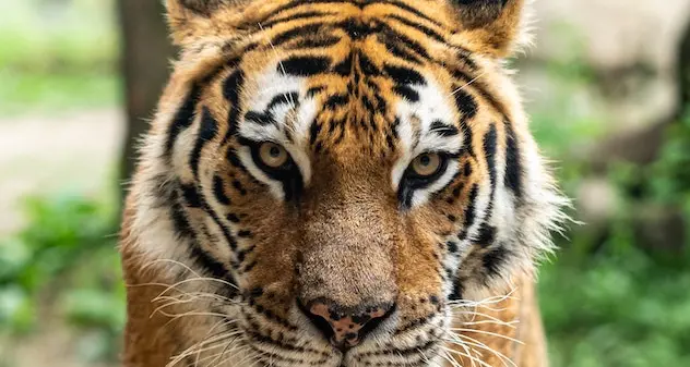 Coronavirus, positiva una tigre dello zoo di New York