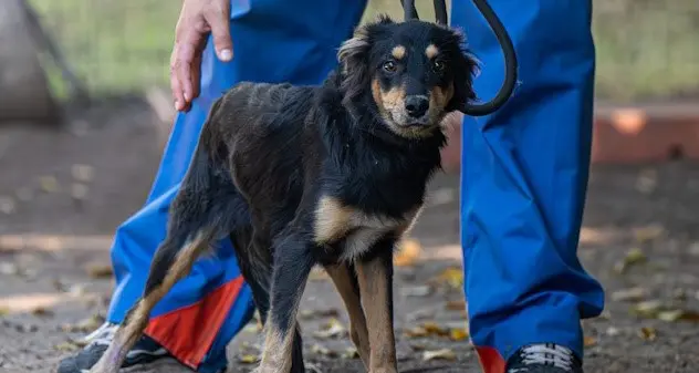 Cagliari, la dolcissima Indi cerca una famiglia