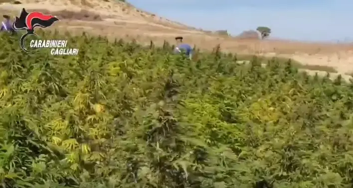 Scoperta maxi piantagione di marijuana a Pimentel. IL VIDEO