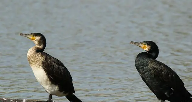 Danni causati dalla fauna selvatica, la Regione stanzia un milione di euro ai Comuni