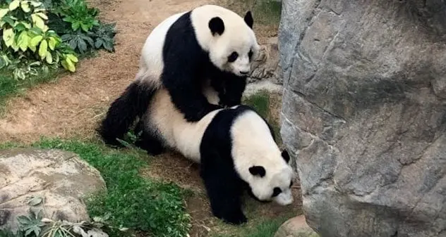 Coronavirus. Lo zoo è chiuso per la pandemia e i panda si accoppiano dopo 10 anni di tentativi