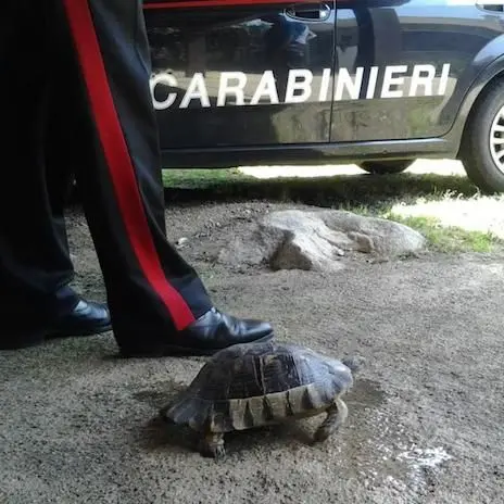 Porto Rotondo. Turista si appropria di una tartaruga protetta e la lascia in macchina sotto il sole: denunciato