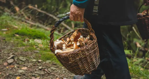 Va con il marito a cercare funghi, poi si dividono: ritrovata morta