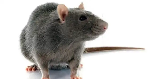 Ratto la attacca in ascensore: anziana morsa al viso e all'occhio