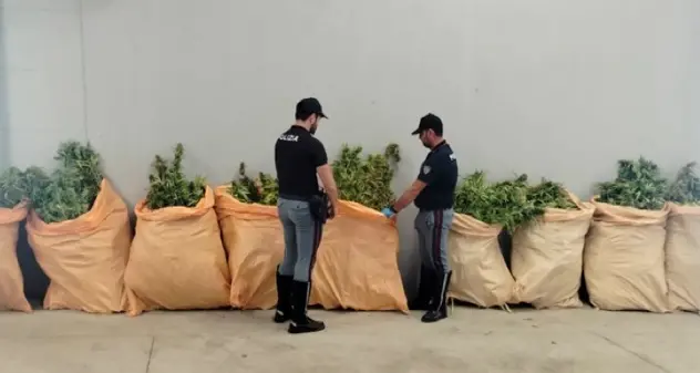 Olbia. Camion carico di droga: sequestrati 300 chili di canapa indiana