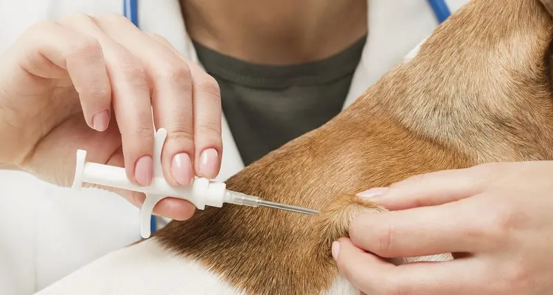 A Sassari una mattina per l’applicazione del microchip ai cani