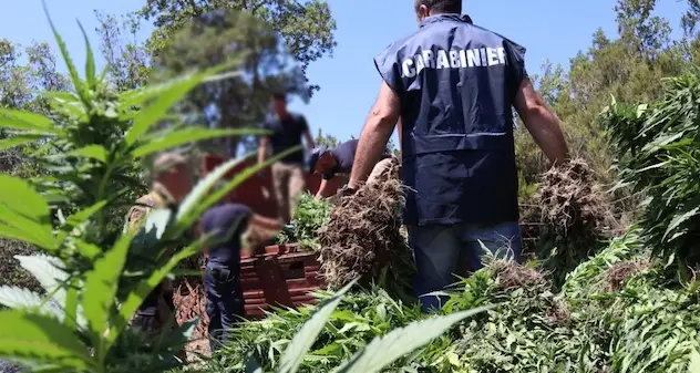 120 chili di marijuana nascosti in un capanno, allevatore arrestato a Fonni