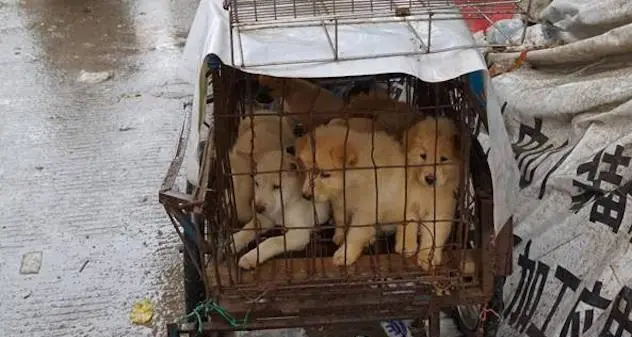 Coronavirus. Svolta in Cina: sarà vietato mangiare cani e gatti