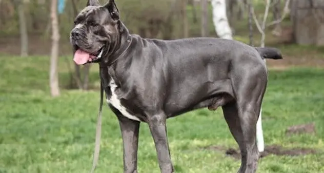 Azzannato alla testa dal cane di famiglia: muore bimbo di 8 mesi