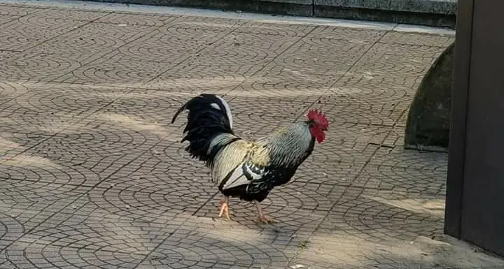 Un gallo in giro per le vie di Mandas