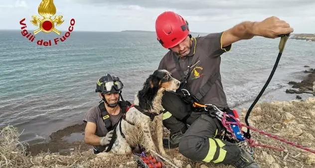 Cabras. Cane da caccia in difficoltà soccorso dai Vigili del fuoco