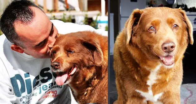 Addio a Bobi, il cane più vecchio del mondo