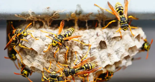 Pesta un nido di vespe mentre passeggia, viene punto e muore