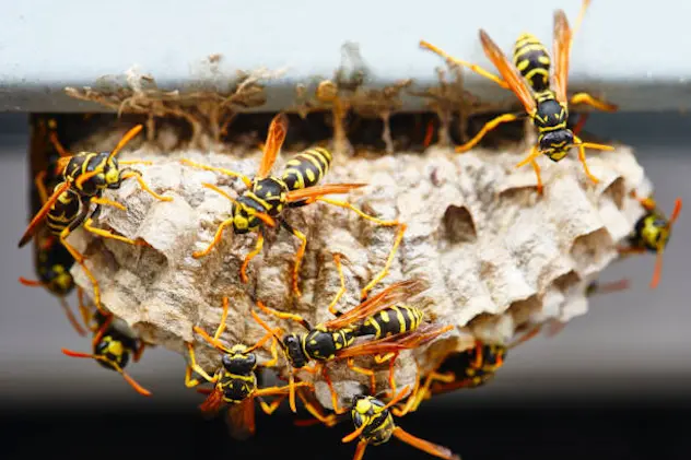 A macro of a small nest of wasp.