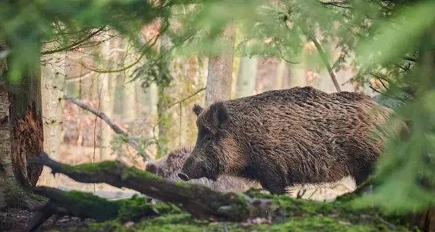 Caccia al cinghiale, in Ogliastra arriva il via libera dell’Asl