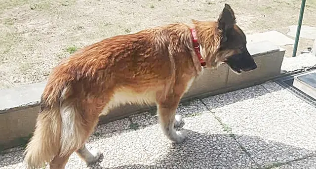 Stella, la cagnolina scappata di casa per andare dal padrone morto per Coronavirus, sarà adottata