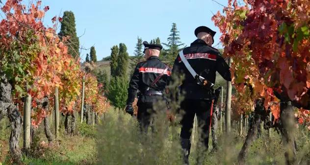 Pimentel, casolare in campagna adibito a coltivazione e deposito di marijuana