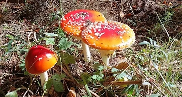 Sassari e Ozieri: apre l'Ispettorato micologico