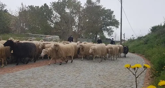 Arzana. La transumanza ai tempi del Coronavirus