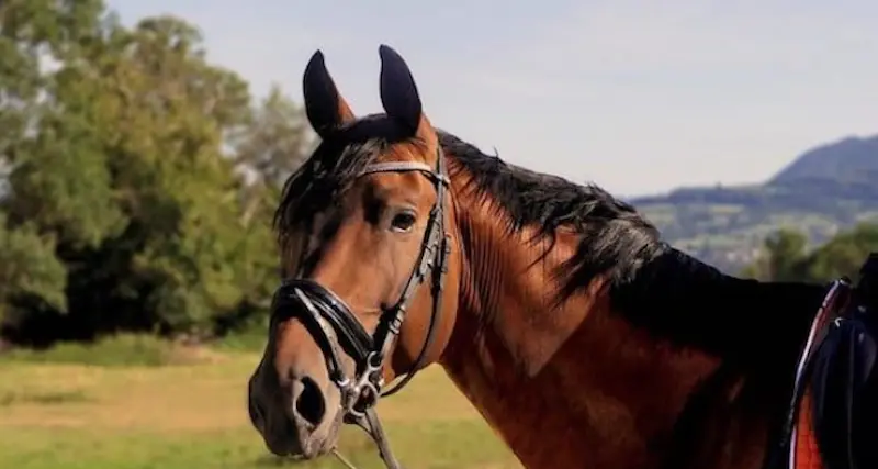 Sardegna. Approvata legge sul riordino del comparto ippico ed equestre