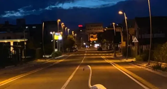 Il bellissimo fenicottero si \"riappropria\" del viale Colombo a Quartu
