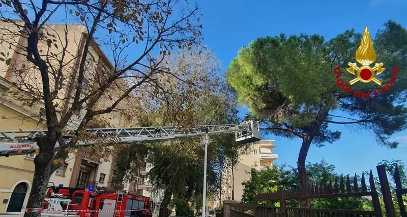 Pino pericolante a Sassari, intervengono i Vigili del fuoco