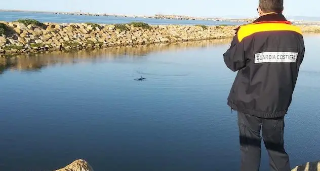 Delfino nel porto industriale di Porto Torres