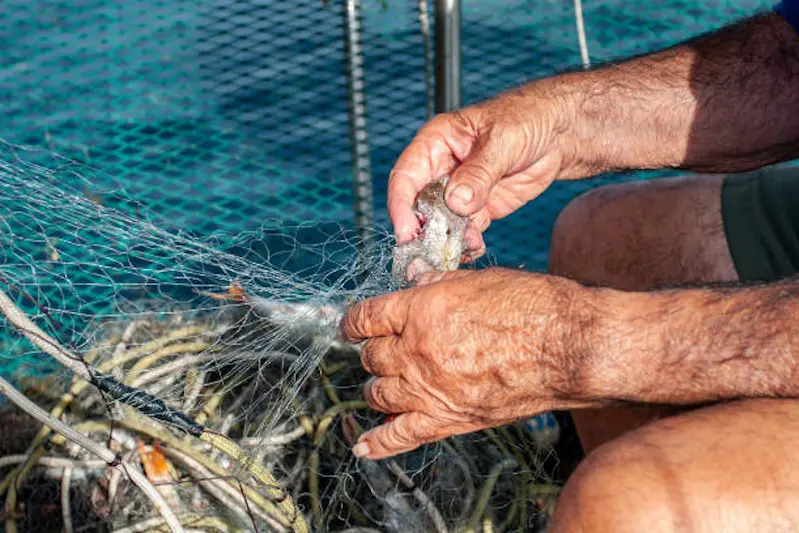 Collecting the fish caught after fishing. Formentera.