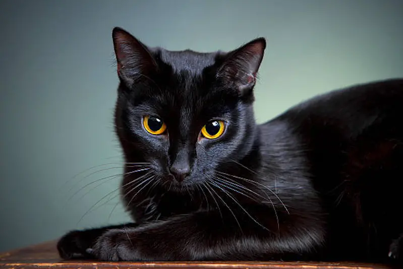 Portrait of a cat on a dark background