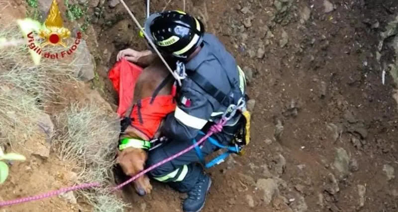 Nuxis, cane da caccia in un dirupo: salvato dai Vigili del Fuoco