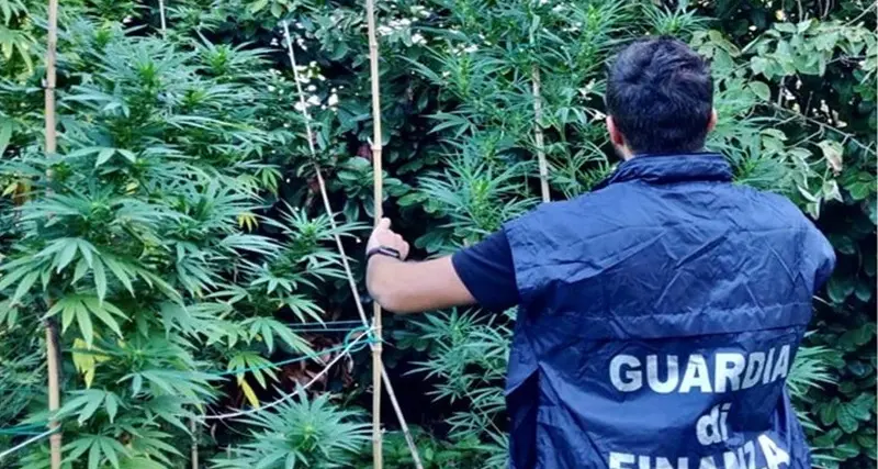 Lodine, blitz antidroga. Sequestrati 370 kg di infiorescenze di canapa