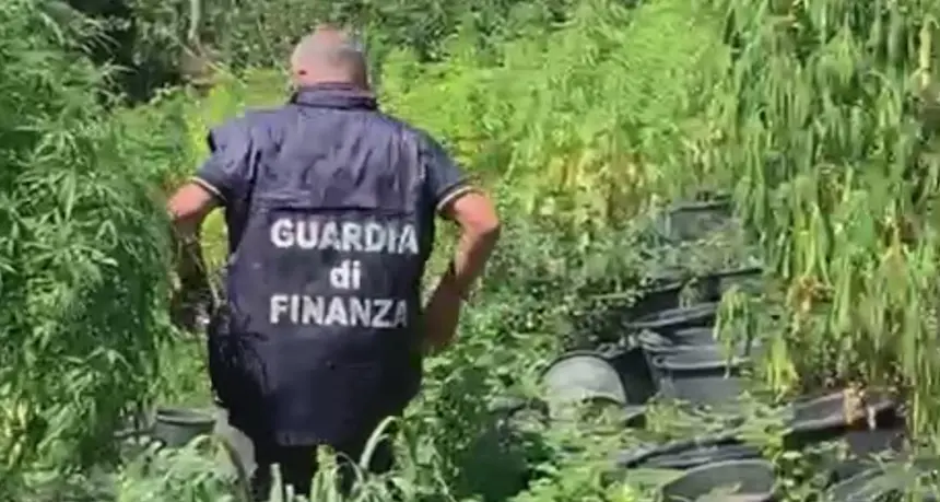 370 Kg di infiorescenze di canapa nascosti nel capannone: denunciato 43enne di Gavoi