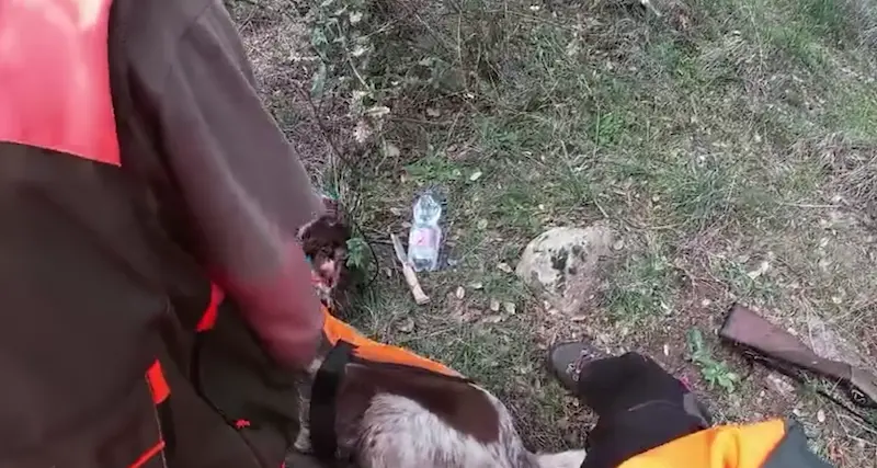 Nuoro. Cane da caccia salvato, le precisazioni dei veterinari