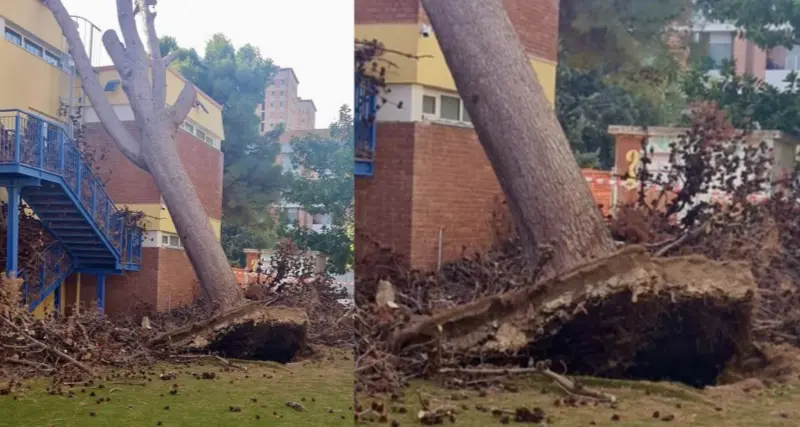 Cagliari, albero cade per il forte vento e si schianta su una scuola