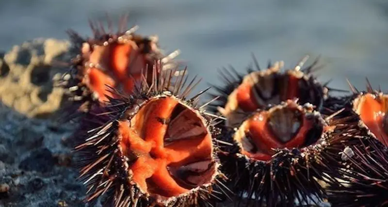 Ricci, riaperta la pesca in Sardegna: ecco da quando