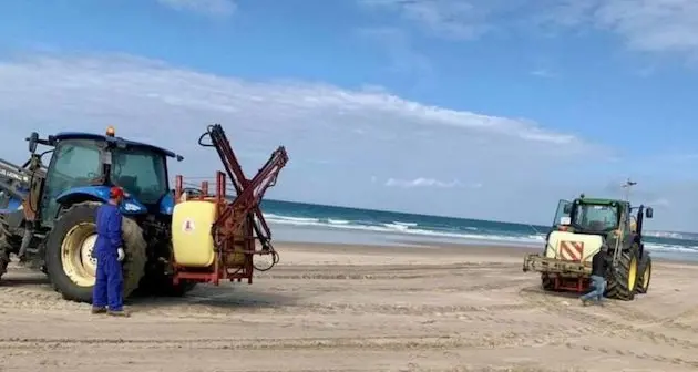 Coronavirus. Spruzzano candeggina in spiaggia per eliminare il virus. Danni a vegetazione e animali