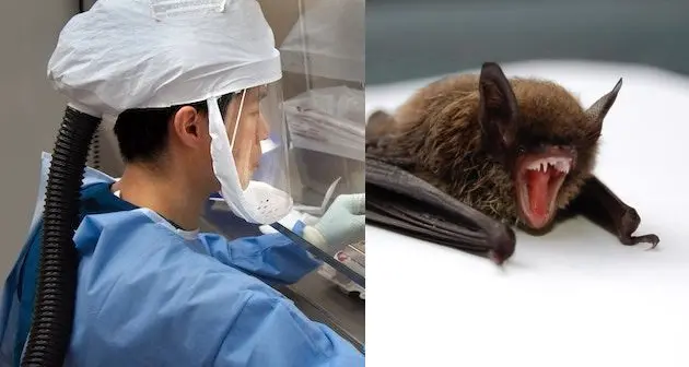 Il nuovo coronavirus “condivide il 96% del suo materiale genetico con un virus trovato in una grotta abitata dai pipistrelli”