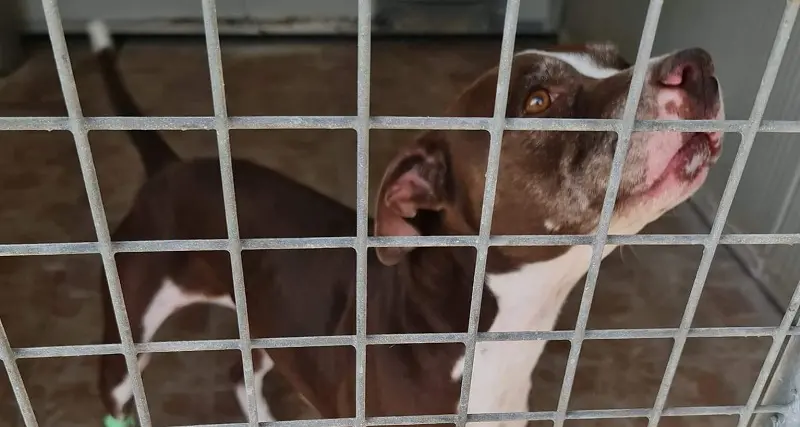 Nasce un bambino e i cani non li vogliono più: la storia di Petra