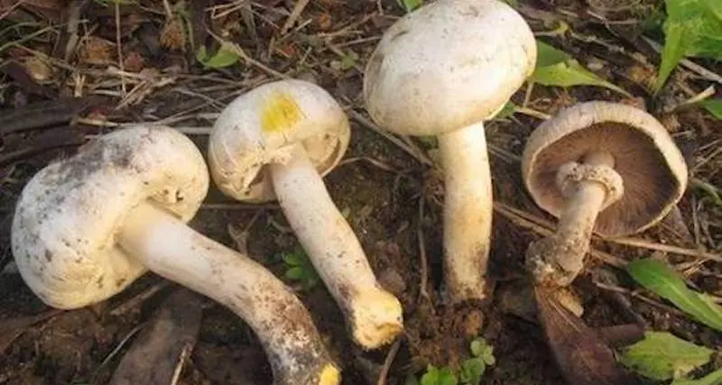 Funghi velenosi: 6 intossicati, tra cui una bambina di 10 anni