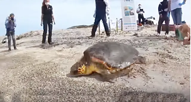 Eva, la tartaruga Caretta Caretta torna in libertà: il bellissimo video che commuove